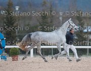 x del Buttasella Tosc Tour2013- S5 1713 : Arezzo, Cavalli d'Italia, Clara del Buttasella, Toscana Tour 2013, foto di Stefano Secchi ©